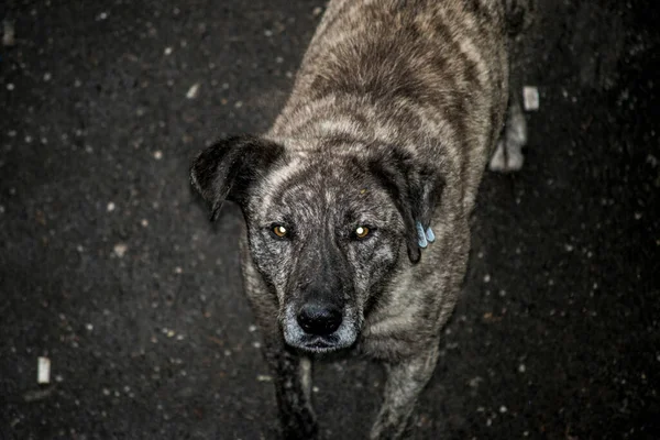 Maidans Stray Dogs Streets Have Become Constant Worrying Presence Many — Foto de Stock