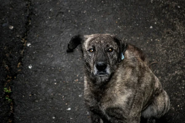 Maidans São Cães Vadios Nas Ruas Que Tornaram Uma Presença — Fotografia de Stock