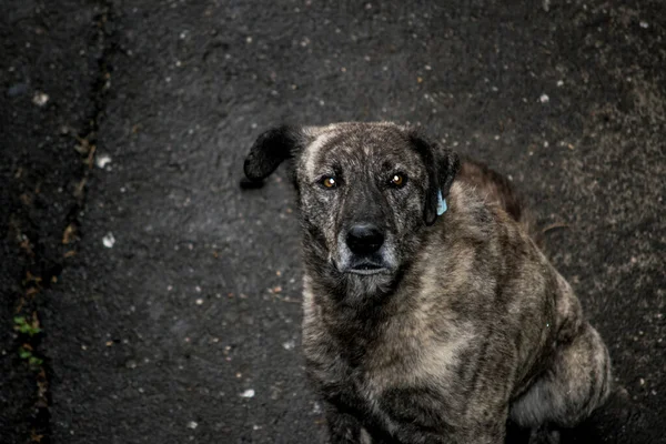 Maidans Sono Cani Randagi Strade Che Sono Diventati Una Presenza — Foto Stock