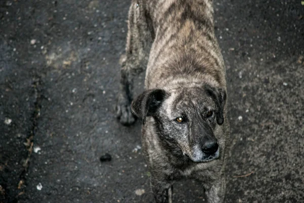 Maidans Stray Dogs Streets Have Become Constant Worrying Presence Many — Stok Foto