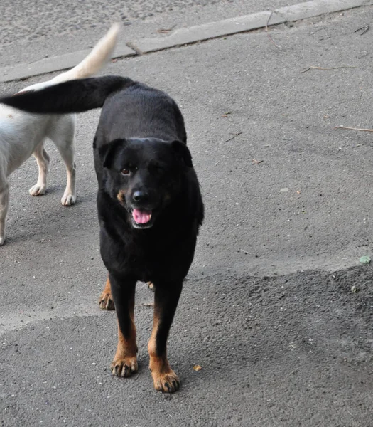 Maidans Stray Dogs Streets Have Become Constant Worrying Presence Many — Foto de Stock