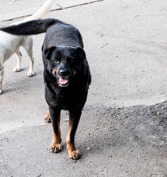 Maidans Stray Dogs Streets Have Become Constant Worrying Presence Many —  Fotos de Stock