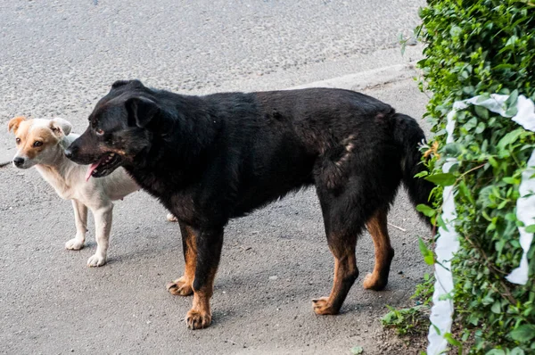 Maidans Stray Dogs Streets Have Become Constant Worrying Presence Many — Foto Stock