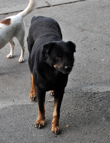 Maidans Stray Dogs Streets Have Become Constant Worrying Presence Many — Foto de Stock