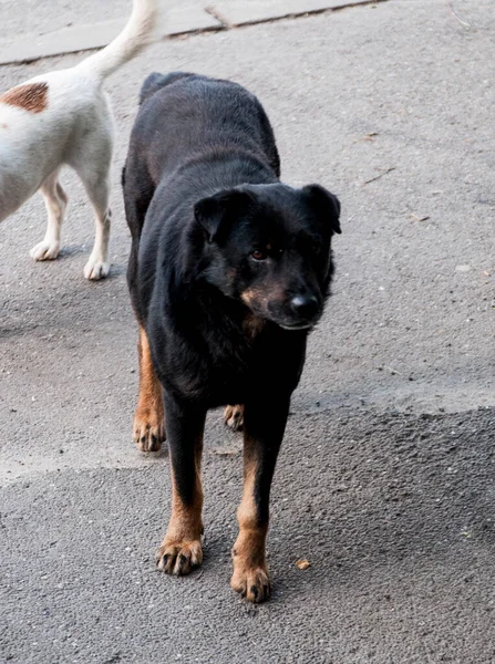 Maidans Stray Dogs Streets Have Become Constant Worrying Presence Many — Stockfoto