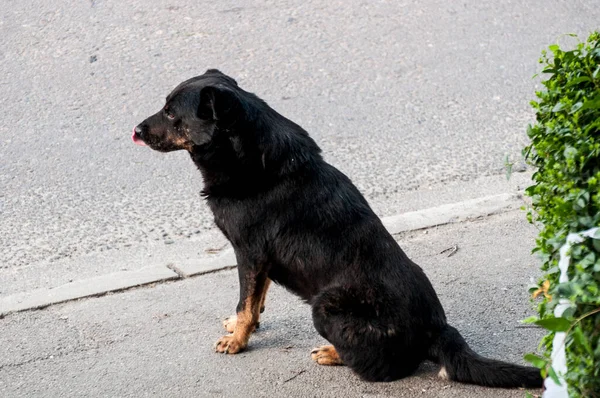 Meisjes Zijn Zwerfhonden Straat Die Een Constante Zorgwekkende Aanwezigheid Zijn — Stockfoto