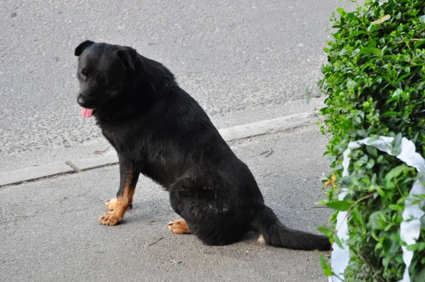 Maidans are the stray dogs on the streets that have become a constant and worrying presence in many places in the world due to bites, which in extreme cases even lead to the death of the victims