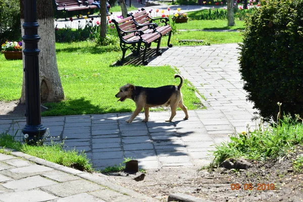 Maidans Stray Dogs Streets Have Become Constant Worrying Presence Many — стоковое фото