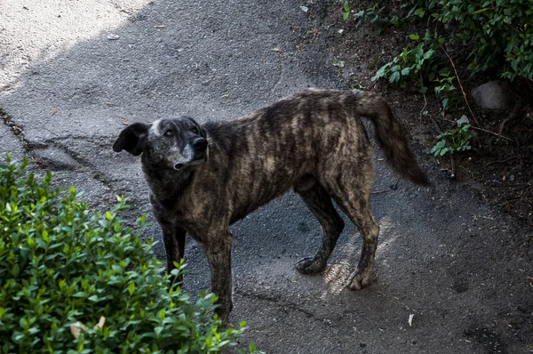 Maidans Stray Dogs Streets Have Become Constant Worrying Presence Many — стоковое фото