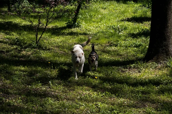 Maidans Stray Dogs Streets Have Become Constant Worrying Presence Many — Foto de Stock