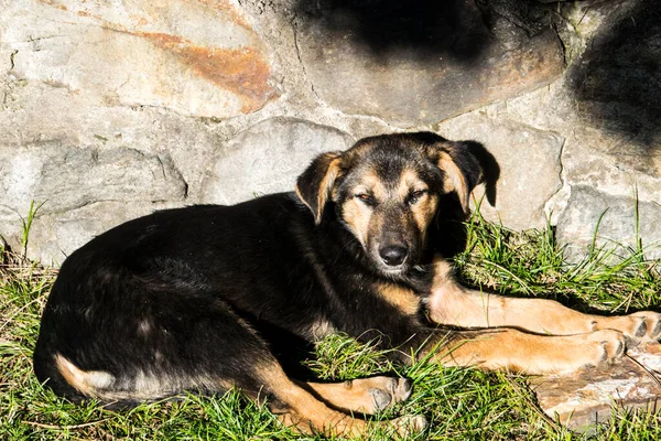 Maidans Stray Dogs Streets Have Become Constant Worrying Presence Many — ストック写真