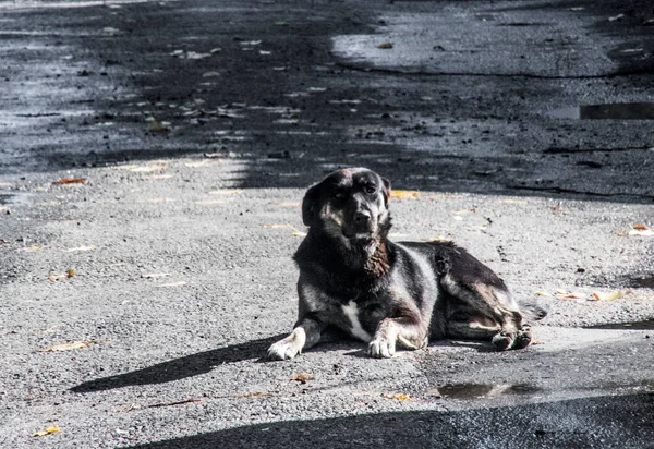 Maidans Stray Dogs Streets Have Become Constant Worrying Presence Many —  Fotos de Stock