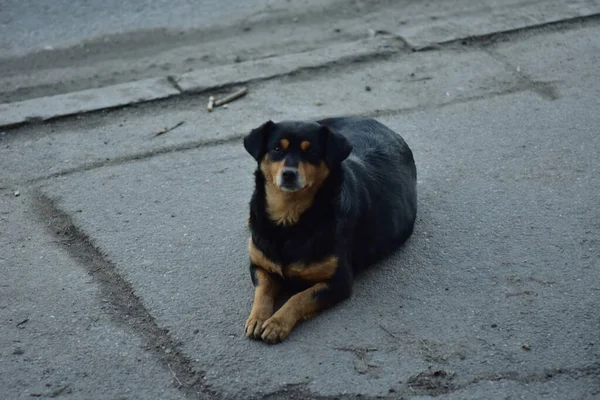 Maidans Stray Dogs Streets Have Become Constant Worrying Presence Many — Stockfoto