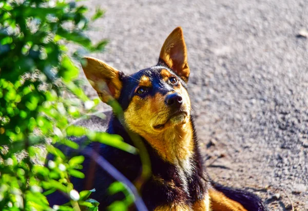 Maidans Stray Dogs Streets Have Become Constant Worrying Presence Many — ストック写真