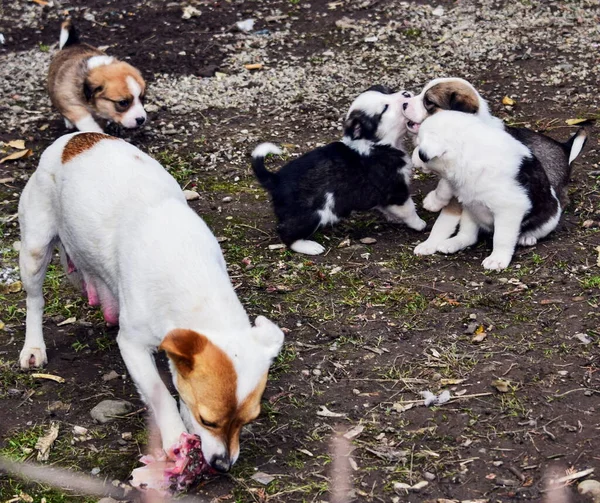 Maidans Stray Dogs Streets Have Become Constant Worrying Presence Many — Foto de Stock