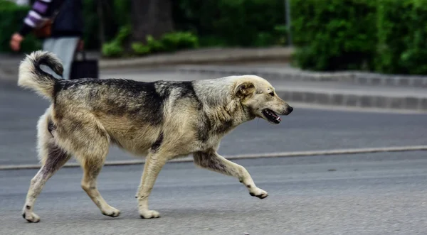 Maidans Stray Dogs Streets Have Become Constant Worrying Presence Many — Fotografia de Stock
