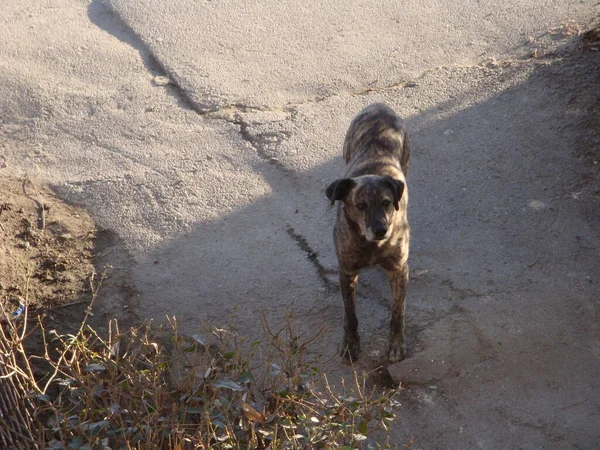 Maidan Sind Straßenhunde Die Aufgrund Von Bissen Die Extremfall Sogar — Stockfoto