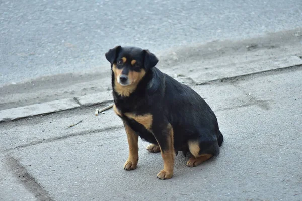 Maidans Stray Dogs Streets Have Become Constant Worrying Presence Many Stock-billede
