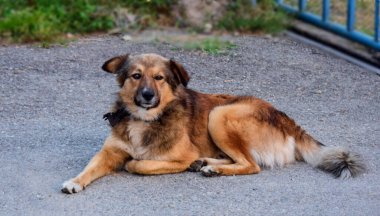 Bekçi köpeği, istenmeyen insan ya da hayvan istilacılarına karşı araziyi gözlemek ve korumak için kullanılan büyük ya da orta büyüklükte bir köpektir.