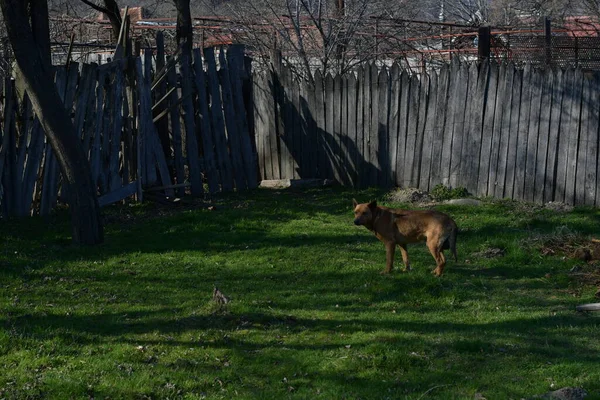 Een Waakhond Een Grote Middelgrote Hond Die Wordt Gebruikt Het — Stockfoto