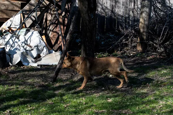 Guard Dog Large Medium Sized Dog Used Watch Guard Property — стоковое фото