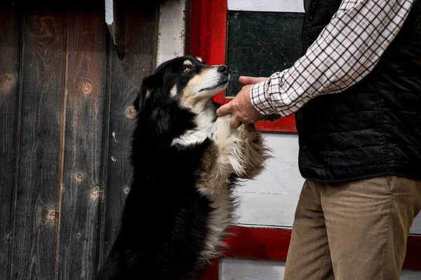 A guard dog is a large or medium-sized dog used to watch and guard the property against unwanted human or animal intruders The dog is discerning enough not to annoy or attack human residents of home