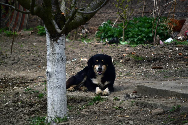 Guard Dog Large Medium Sized Dog Used Watch Guard Property — ストック写真