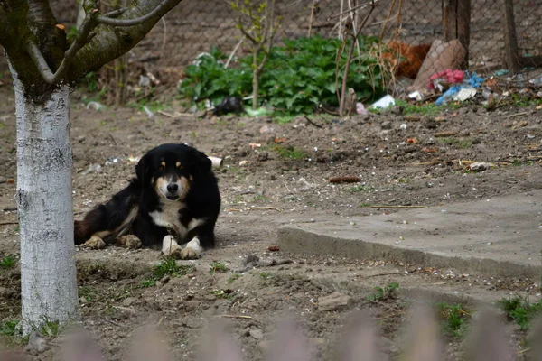 A guard dog is a large or medium-sized dog used to watch and guard the property against unwanted human or animal intruders The dog is discerning enough not to annoy or attack human residents of home