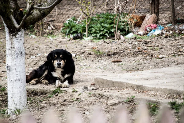 Guard Dog Large Medium Sized Dog Used Watch Guard Property —  Fotos de Stock