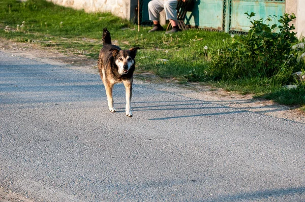 Guard Dog Large Medium Sized Dog Used Watch Guard Property — стоковое фото