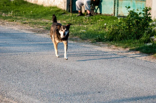 A guard dog is a large or medium-sized dog used to watch and guard the property against unwanted human or animal intruders The dog is discerning enough not to annoy or attack human residents of home