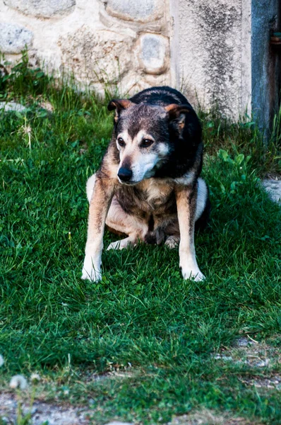 Ein Wachhund Ist Ein Großer Oder Mittelgroßer Hund Der Verwendet — Stockfoto