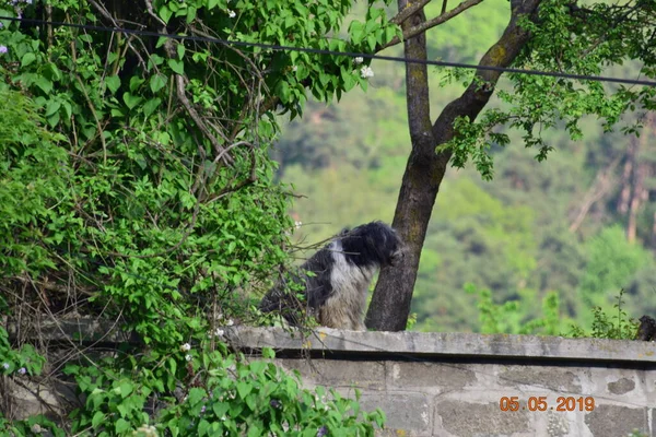 A guard dog is a large or medium-sized dog used to watch and guard the property against unwanted human or animal intruders The dog is discerning enough not to annoy or attack human residents of home