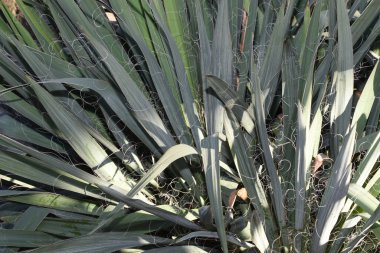 Agave tequilana, or agave azul, is an agave plant that is an important economic product in Jalisco, Mexico, due to its role as the basic ingredient of tequila, a popular distilled beverage