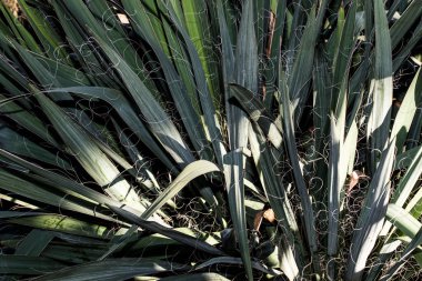 Agave tequilana, or agave azul, is an agave plant that is an important economic product in Jalisco, Mexico, due to its role as the basic ingredient of tequila, a popular distilled beverage