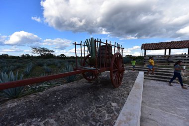 Agave tequilana, or agave azul, is an agave plant that is an important economic product in Jalisco, Mexico, due to its role as the basic ingredient of tequila, a popular distilled beverage