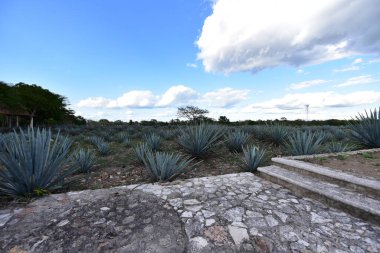 Agave tequilana, or agave azul, is an agave plant that is an important economic product in Jalisco, Mexico, due to its role as the basic ingredient of tequila, a popular distilled beverage