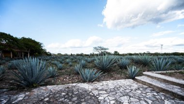 Agave tequilana, or agave azul, is an agave plant that is an important economic product in Jalisco, Mexico, due to its role as the basic ingredient of tequila, a popular distilled beverage