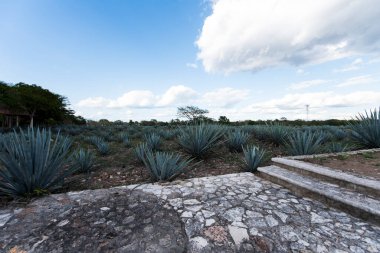 Agave tequilana, or agave azul, is an agave plant that is an important economic product in Jalisco, Mexico, due to its role as the basic ingredient of tequila, a popular distilled beverage