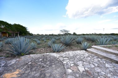 Agave tequilana, or agave azul, is an agave plant that is an important economic product in Jalisco, Mexico, due to its role as the basic ingredient of tequila, a popular distilled beverage