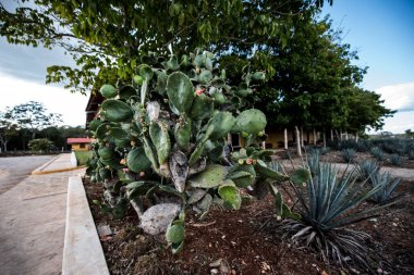 cacti are plants well adapted to an environment with low rainfall. The leaves have turned into thorns to prevent water from evaporating and serve to defend the plant against thirsty animals