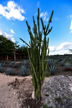 cacti are plants well adapted to an environment with low rainfall. The leaves have turned into thorns to prevent water from evaporating and serve to defend the plant against thirsty animals