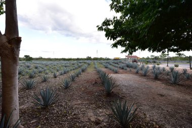 Agave tequilana, or agave azul, is an agave plant that is an important economic product in Jalisco, Mexico, due to its role as the basic ingredient of tequila, a popular distilled beverage