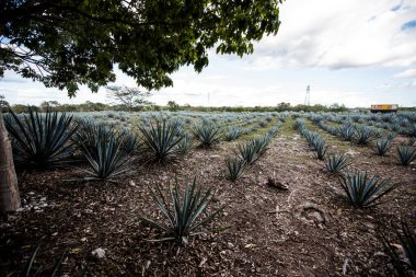 Agave tequilana, or agave azul, is an agave plant that is an important economic product in Jalisco, Mexico, due to its role as the basic ingredient of tequila, a popular distilled beverage