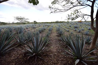 Agave tequilana, or agave azul, is an agave plant that is an important economic product in Jalisco, Mexico, due to its role as the basic ingredient of tequila, a popular distilled beverage