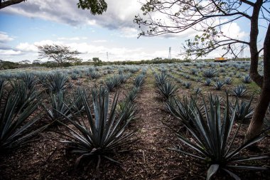 Agave tequilana, or agave azul, is an agave plant that is an important economic product in Jalisco, Mexico, due to its role as the basic ingredient of tequila, a popular distilled beverage