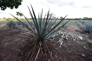 Agave tequilana, or agave azul, is an agave plant that is an important economic product in Jalisco, Mexico, due to its role as the basic ingredient of tequila, a popular distilled beverage