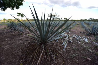 Agave tequilana, or agave azul, is an agave plant that is an important economic product in Jalisco, Mexico, due to its role as the basic ingredient of tequila, a popular distilled beverage