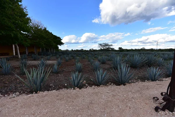 Agave tequilana, or agave azul, is an agave plant that is an important economic product in Jalisco, Mexico, due to its role as the basic ingredient of tequila, a popular distilled beverage