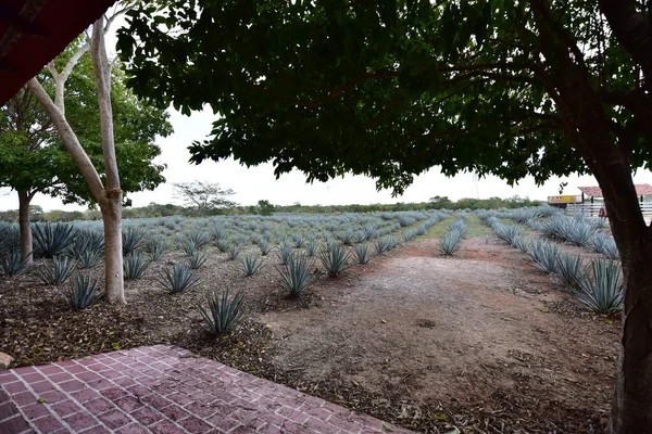 Agave Tequilana Agave Azul Agave Plant Important Economic Product Jalisco — Foto de Stock